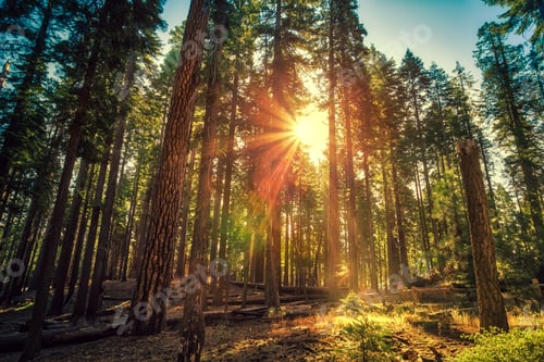 Preview: Sunrise In The Sequoia Forest A The Mariposa Grove Of Giant Sequoias In Yosemite National Park