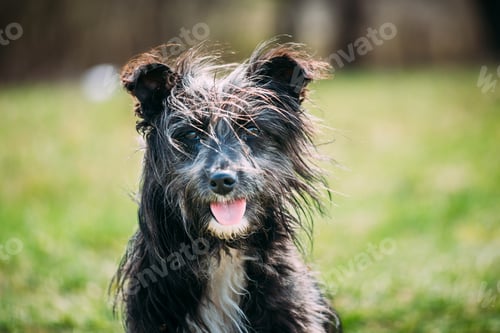 Preview: Portrait of a shaggy dog in nature in summer