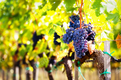 Preview: Bunch of grapes of red wine, toned. On background of green leaves and yellow.