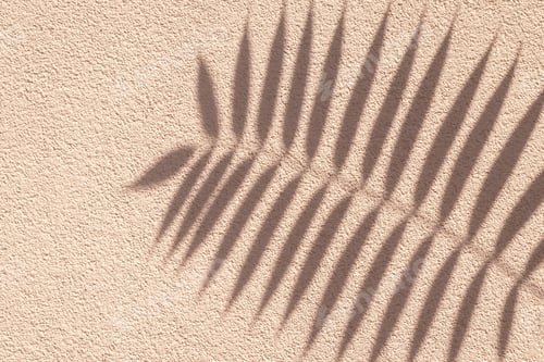 Preview: Tropical palm branch with shadow on a beige grunge cement wall, brown cream clay