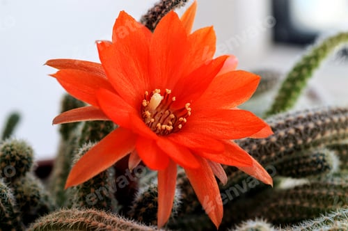 Preview: big red aporocactus flower close up
