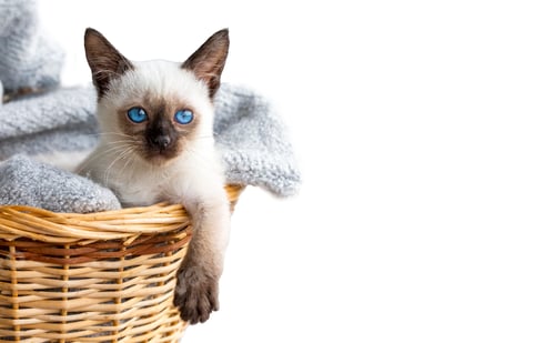 Preview: Cute kitten siamese cat in basket