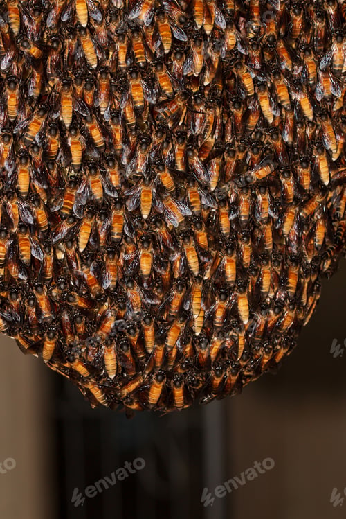 Preview: closeup of bees on honeycomb in apiary