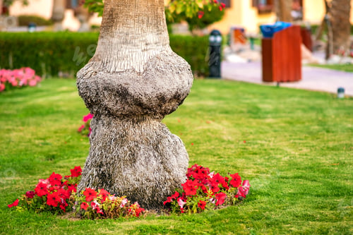 Preview: Close up of a big trunk of old palm tree growing on green grass lawn with red flowers around.