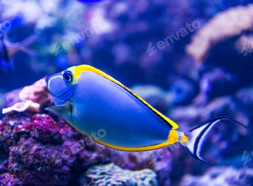 Preview: Colorful fish in aquarium