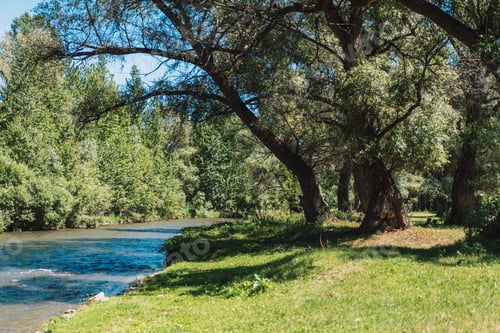 Preview: River flowing in a dense flowering forest