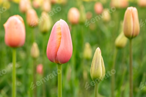 Preview: A Field Of Pretty Pink Tulips In A Garden In Holland Michigan In Spring