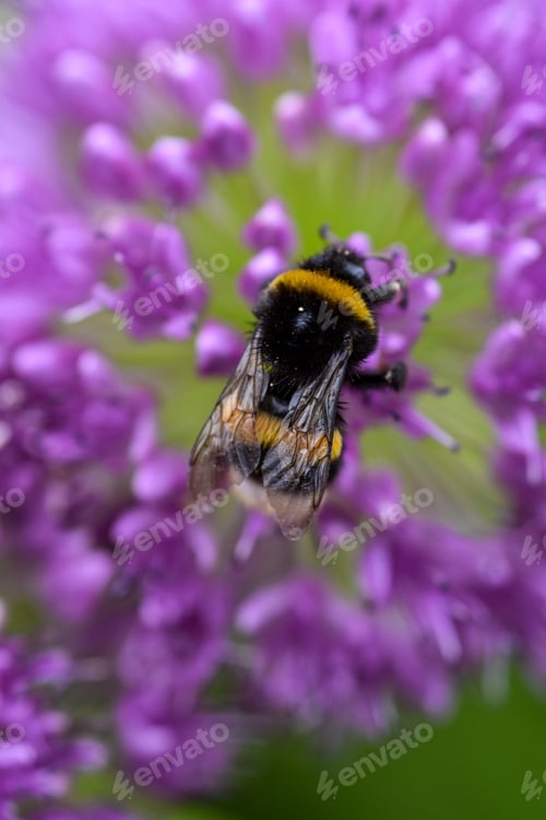 Preview: Bumblebee on purple flower