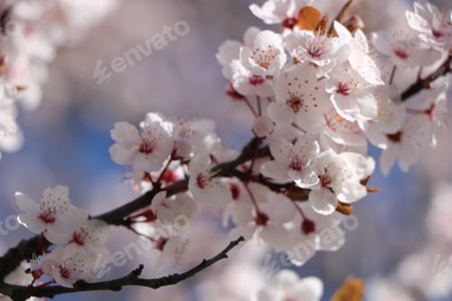 Preview: Cherry blossoms