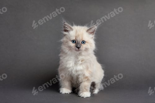 Preview: Cute fluffy kitten against light background. Space for text
