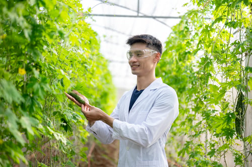 Preview: Asian agricultural scientist holding a bitter gourd looking at vegetables trellis in greenhouse farm