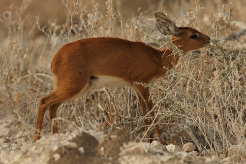 Preview: Closeup shot of a young oribi - an endangered animal species - among thorny bushes in Namibia