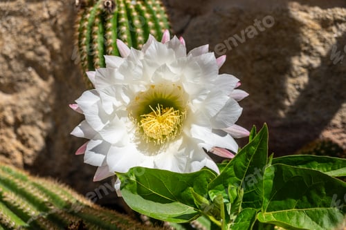 Preview: Cactus Blossom in the Sunlight
