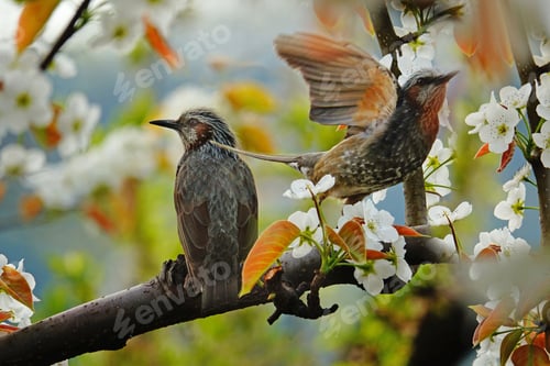 Preview: Birds on a flowering branch in a natural setting