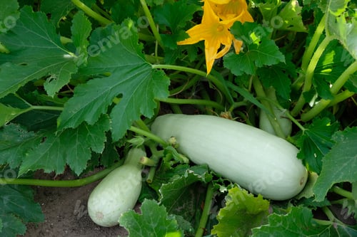 Preview: Fresh white zucchini in the garden. Farm vegetables ready for harvesting. Organic farm.