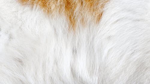 Preview: Cat fur texture background.