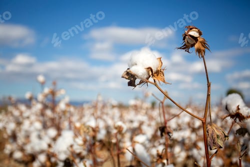 Preview: Cotton field (Turkey - Izmir). Agriculture concept photo.
