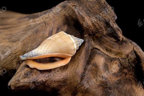 Preview: Detailed Spiral Seashell on Textured Driftwood