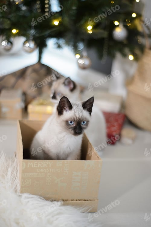 Preview: Siamese cat portrait, Christmas box
