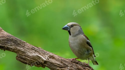 Preview: Hawfinch Sitting on a Branch.