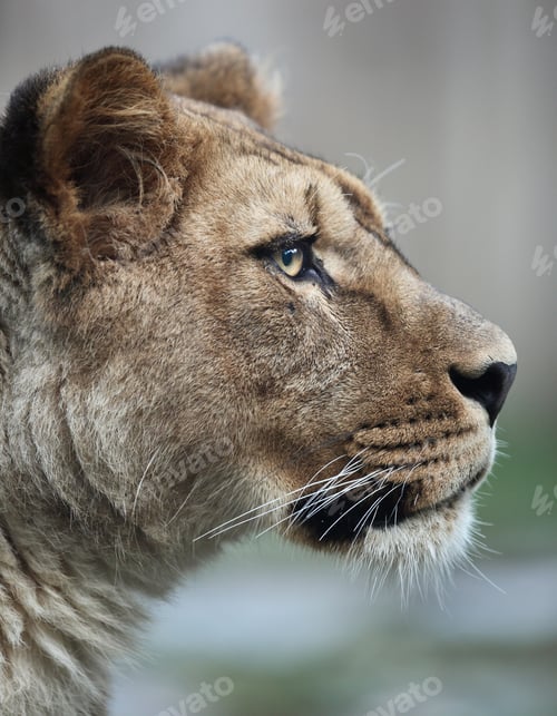 Preview: Close-up portrait of a majestic lioness (Panthera Leo) in nature