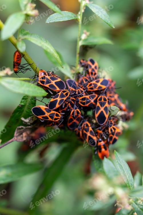 Preview: Swarm of shield bug (Tropidothorax belogolowi)
