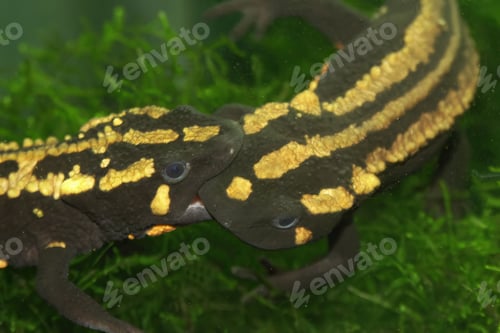 Preview: Closeup on aquatic adult, endangered Laos warty newt, Paramesotriton or Laotriton laoensis biting
