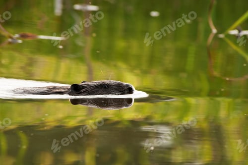 Preview: Photo of Beaver(Castor fiber) flowing in the morning by the lake, summer. Horizontal