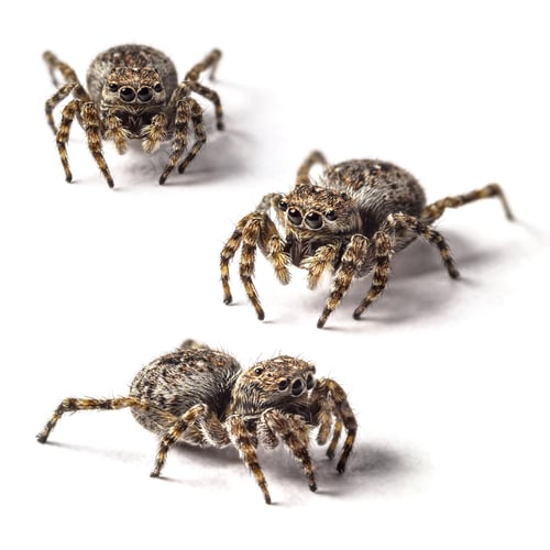 Preview: Three Jumping Spiders Posing on a White Surface