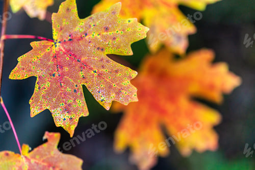 Preview: Autumn Colorful Maple Leaf With Copy Space