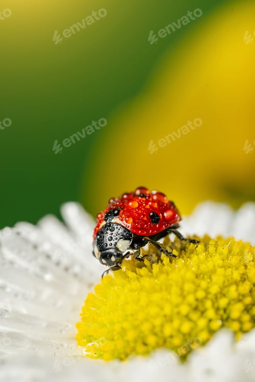 Preview: Ladybug on white flower with yellow stamens macro