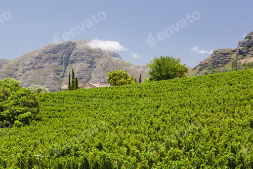 Preview: Wine and vineyards around the world - South Africa