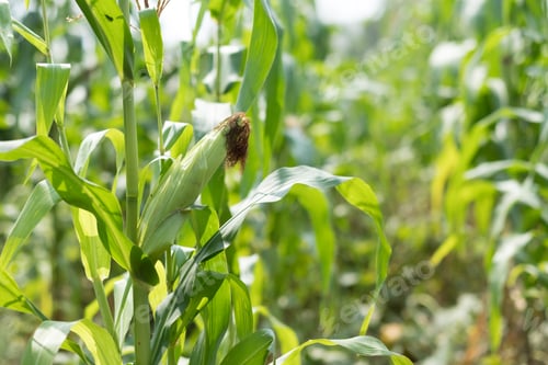 Preview: Sweet corn plant in the field