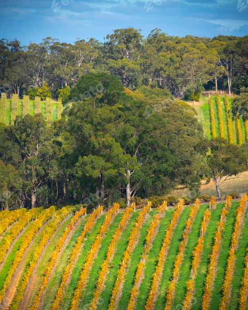 Preview: Autumn Vines
