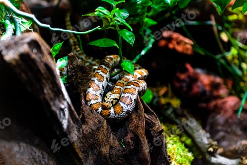 Preview: Snake on a branch, closeup of a tropical reptile