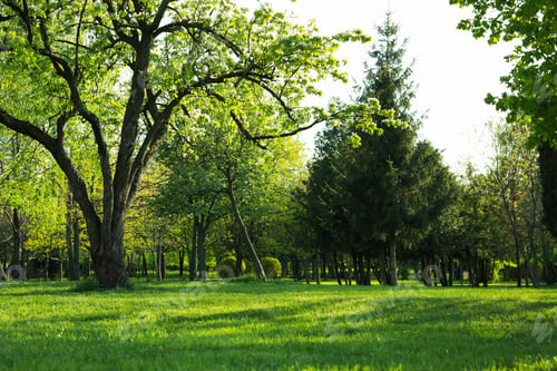 Preview: Beautiful trees with green leaves in park on sunny day