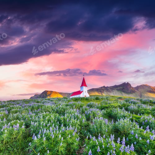 Preview: Ramarkable view of Vikurkirkja christian church in blooming lupine flowers.