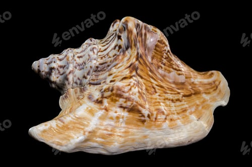 Preview: Lobatus raninus seashell on a black background