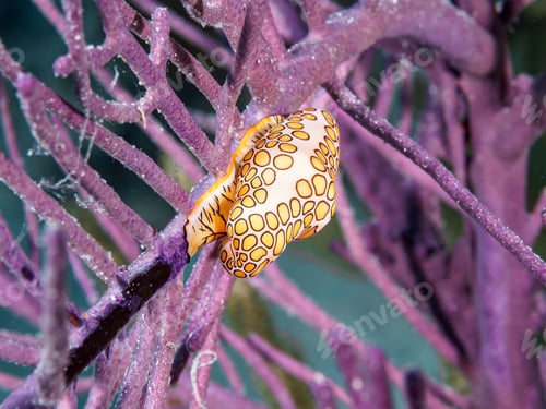 Preview: Closeup of a Flamingo Tongue snail on a coral