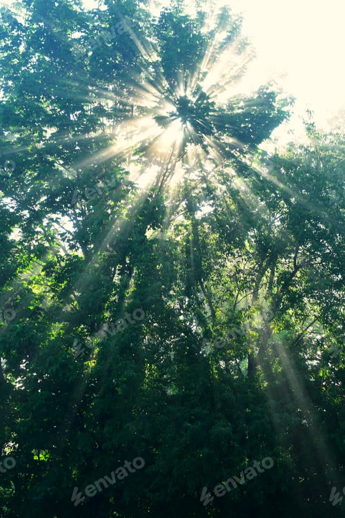 Preview: Morning sunlight streaming through fog and trees as beams of light sunshine, vertical