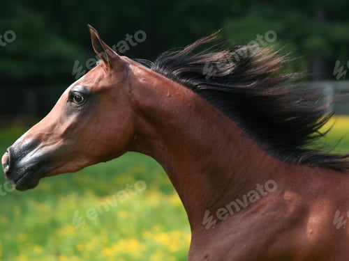 Preview: arabian, horse, mare, stallion, riding