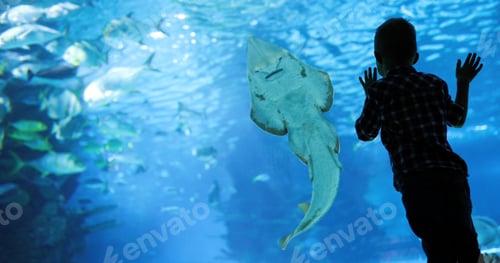 Preview: Kid watching the shoal of fish swimming in oceanarium