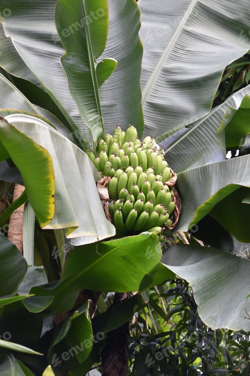 Preview: green banana bunch on a banana tree