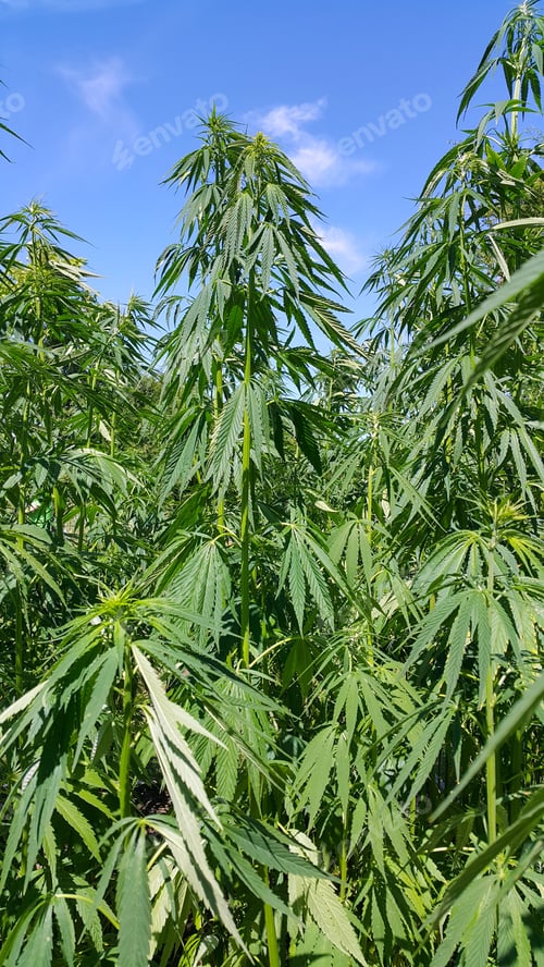 Preview: Green fresh foliage of cannabis plant (hemp, marijuana)