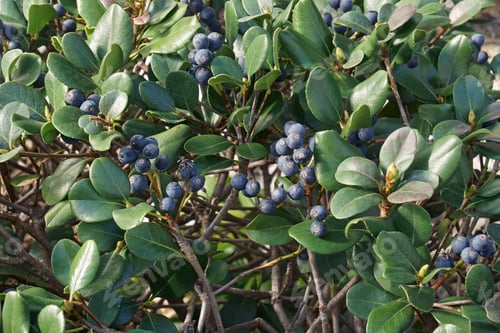 Preview: Japanese Hawthorn (Rhaphiolepis Indica Var. Integerrima). Called Yeddo Hawthorn Also