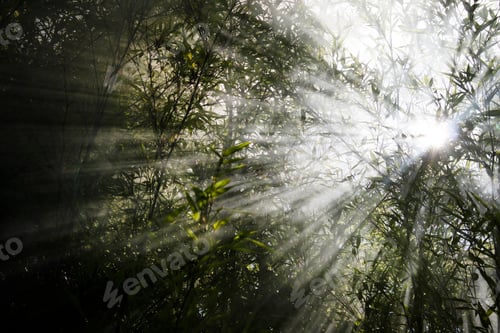 Preview: Effect of sunlight filtering through the smoke in the reeds