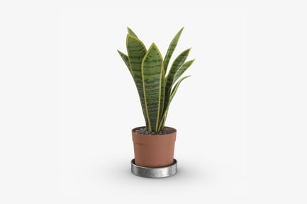Preview: Potted Snake Plant Sansevieria