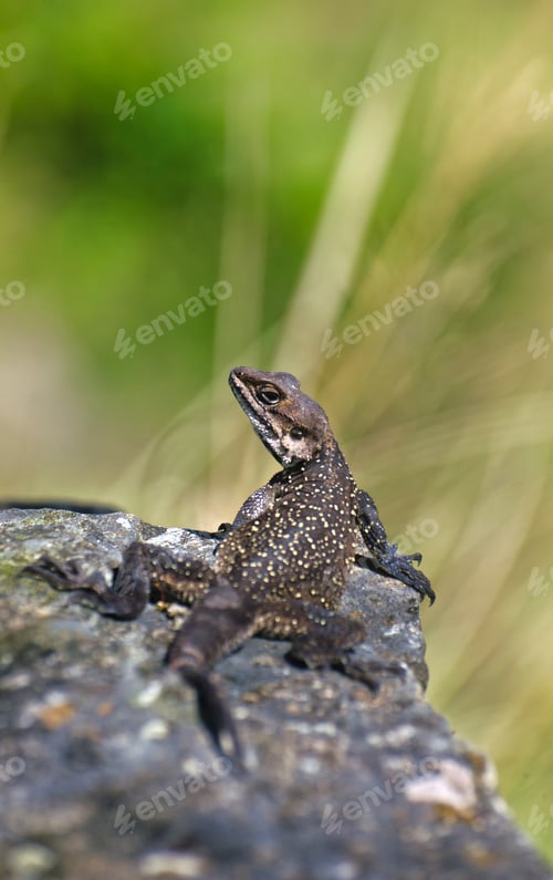 Preview: Alert Lizard Watching Its Surroundings