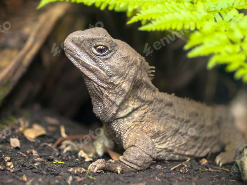 Preview: Tuatara native new zealand reptile emerging from burrow