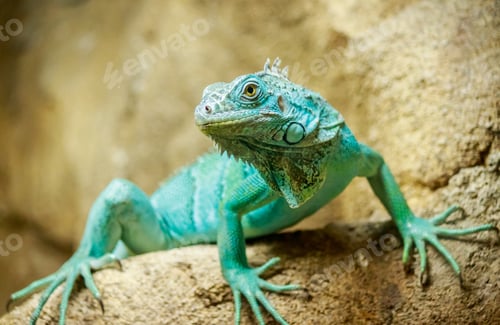 Preview: Closeup shot of a turquoise iguana sitting on the stone with a blurred background